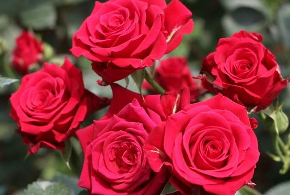 玫瑰花喜酸还是碱性