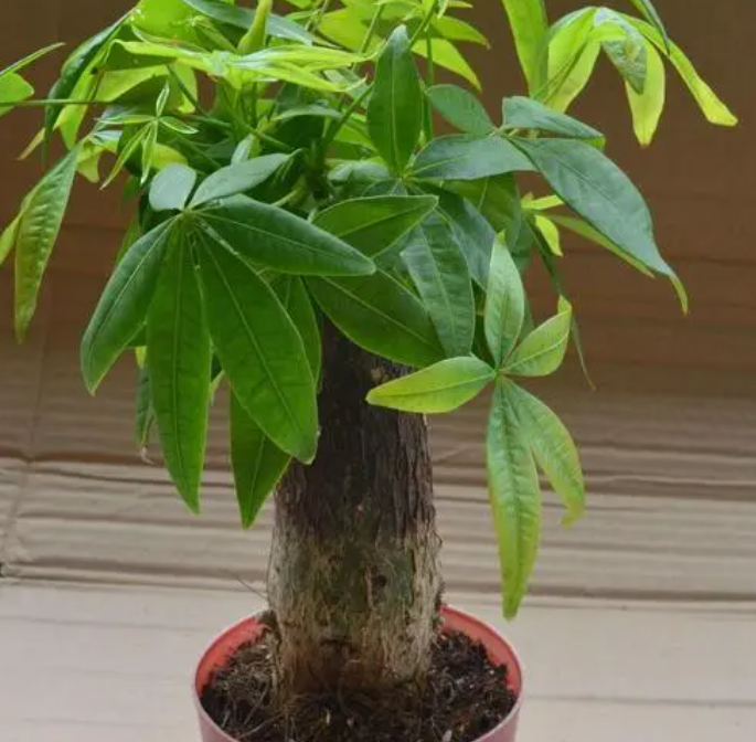 发财树能放阳台晒太阳吗