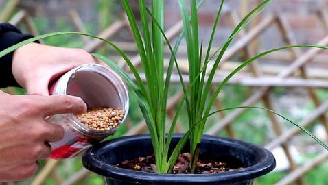 兰花怎么施肥施什么肥