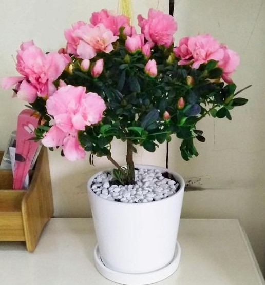 适合家里养的18种花