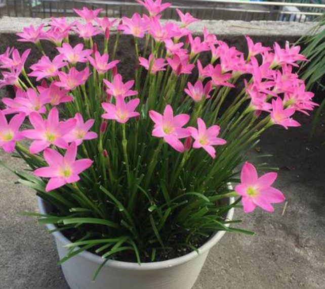 韭叶兰怎么养开花多