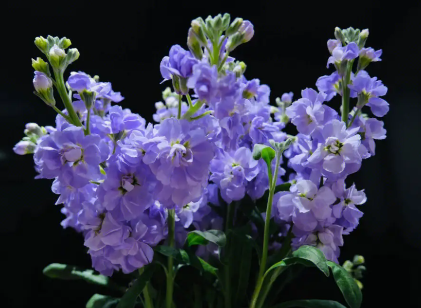 哪种花喜阴又常年开花