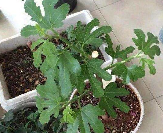 无花果树几月份扦插最好