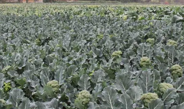 西兰花一亩产量多少斤