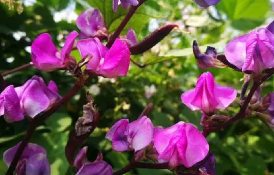 扁豆花期用什么农药