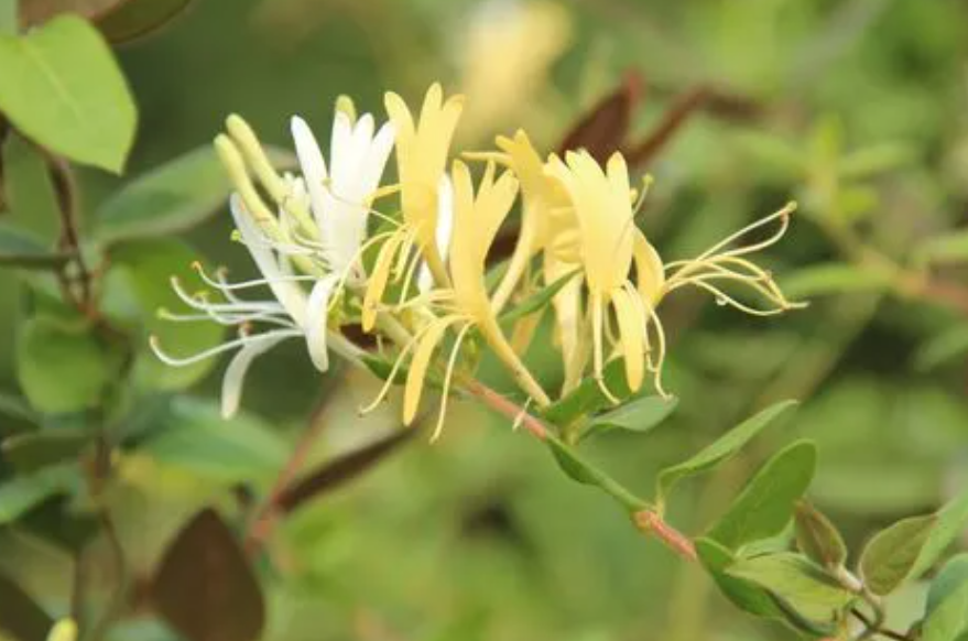 金银花适合在哪里栽培