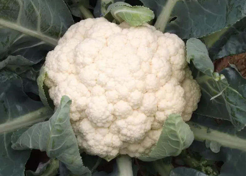 白花菜种子怎么播种