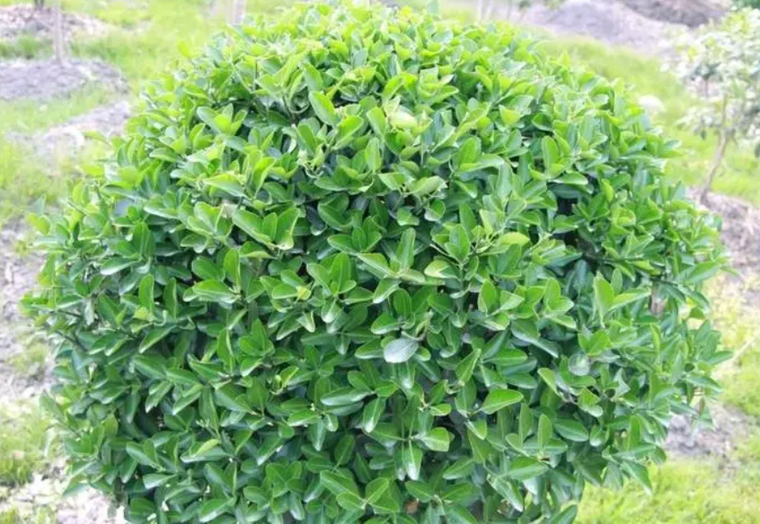 小叶万年青树的种植方法