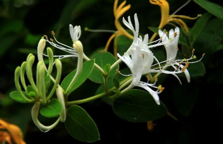 种金银花后悔吗