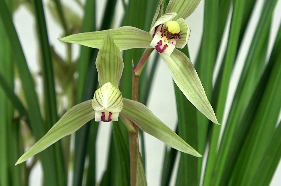 兰花冬天需要修剪吗