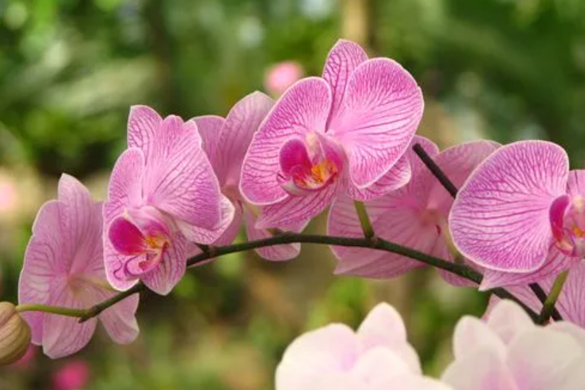 蝴蝶兰用兰花土养可以吗