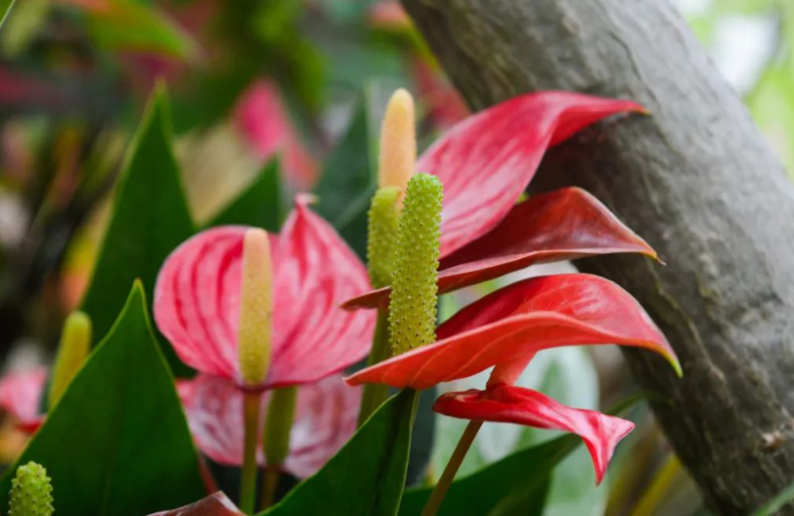 花烛的养殖方法和浇水方法