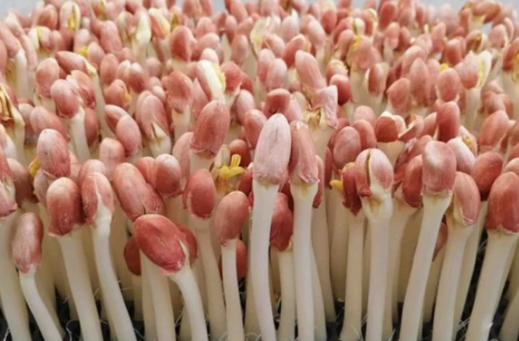 种花生芽的简单方法步骤