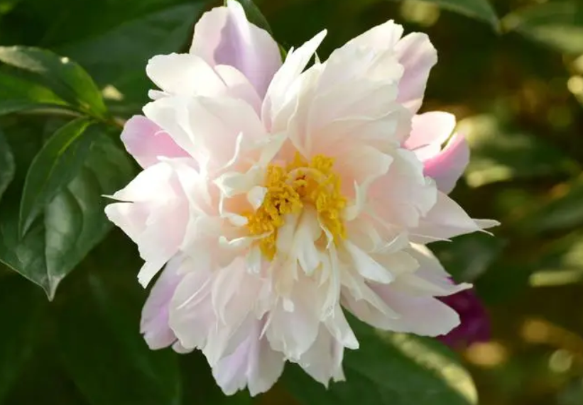 芍药花一年开几次花