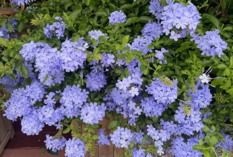 蓝雪花适合多深的盆