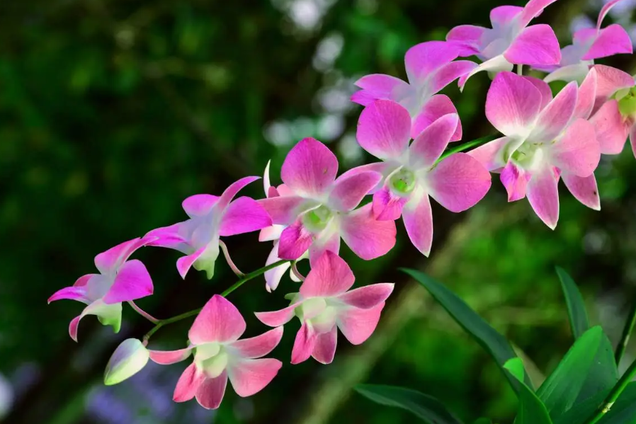 泥炭土种兰花最佳配比