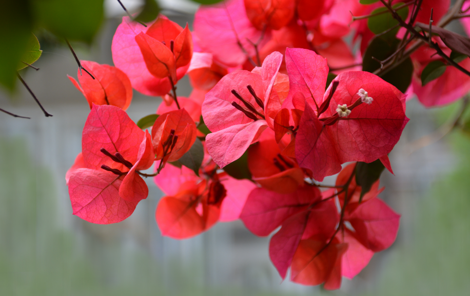 地栽长成树的三角梅