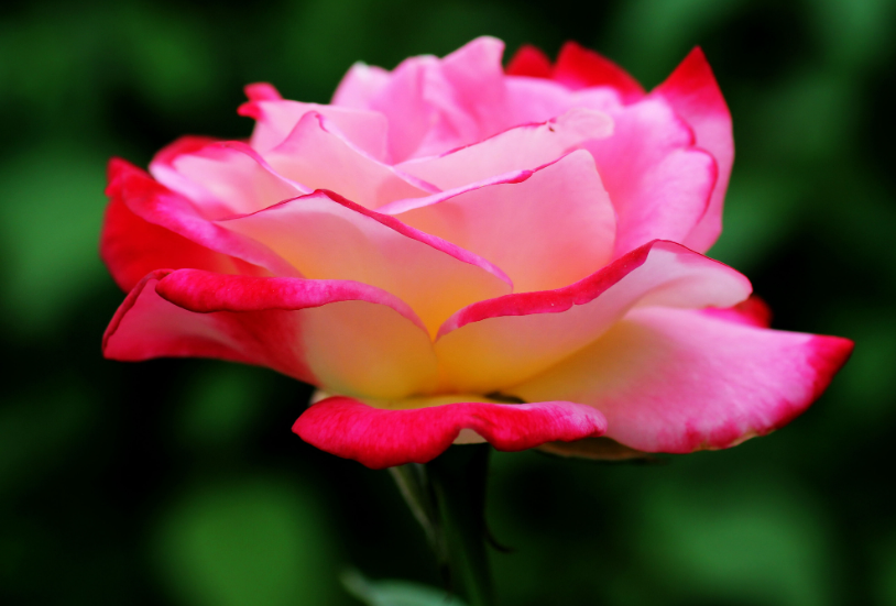 月季花的防治病虫害的方法