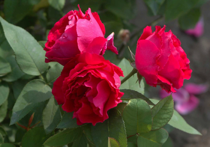 种兰花的土可以种月季吗