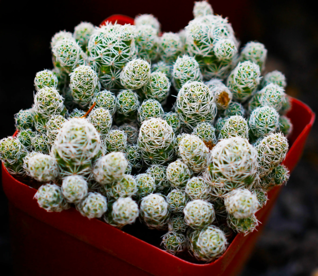 方形花盆适合养什么植物