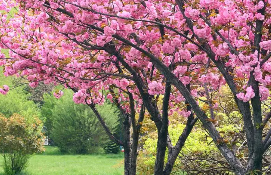 樱花树应该在几月份修剪