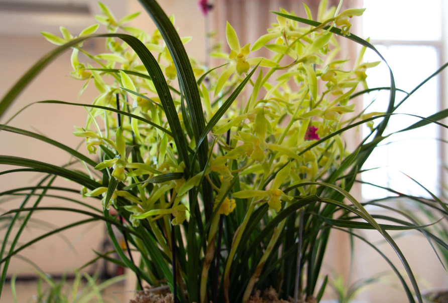 兰花的底肥放些什么好