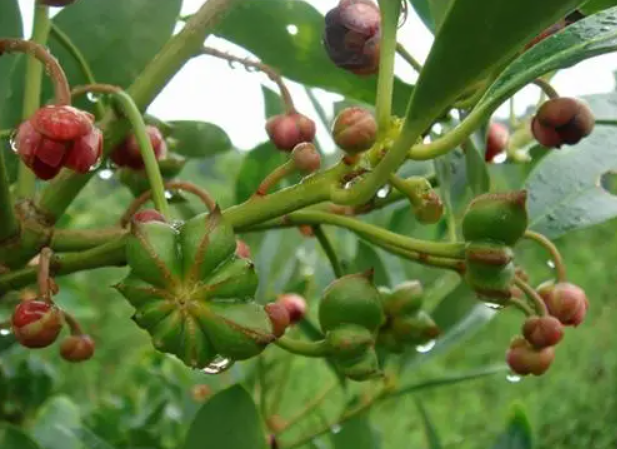 盆栽八角树能结果吗