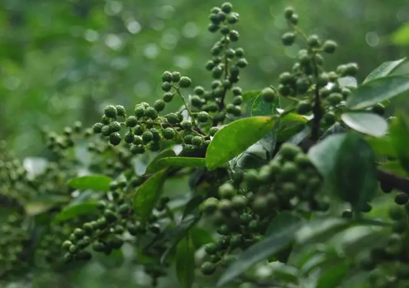 花椒几月份育苗最好