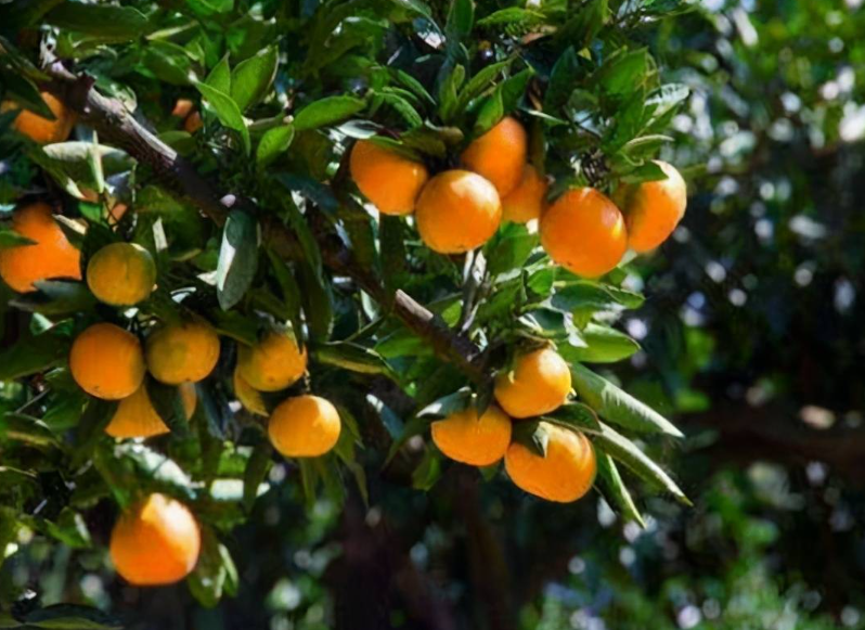 柑橘树修剪的正确方法