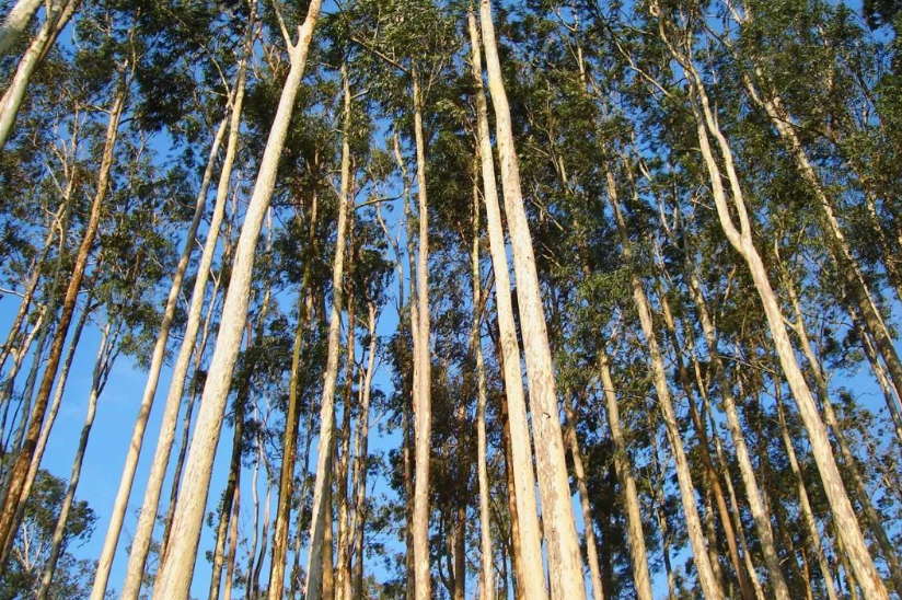 胺树亩产多少方木头