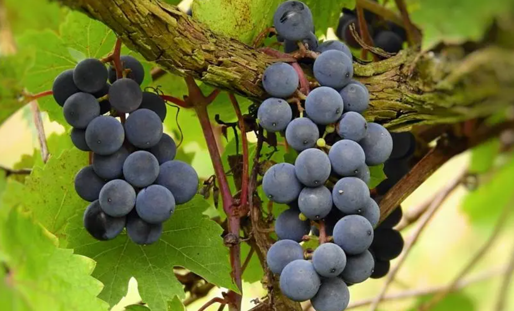 葡萄树什么时候嫁接