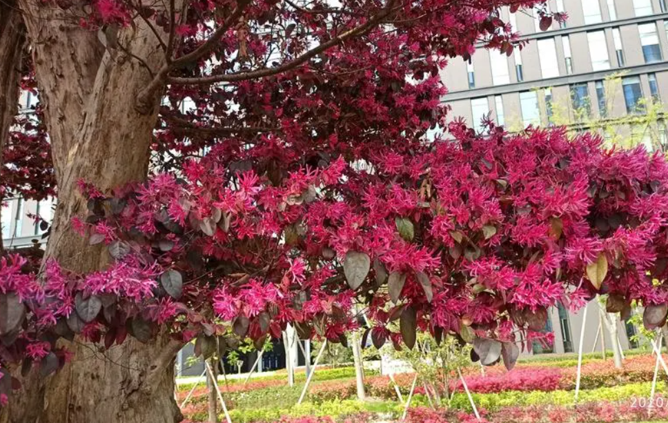 红花继木老桩移栽注意事项