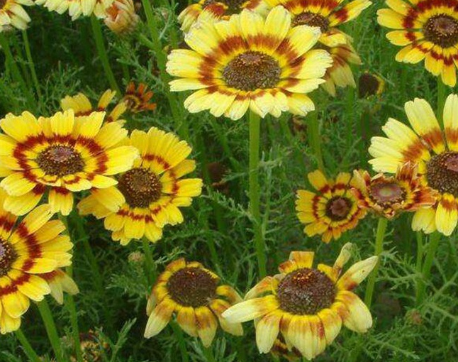 花环菊种子的种植方法是什么呢