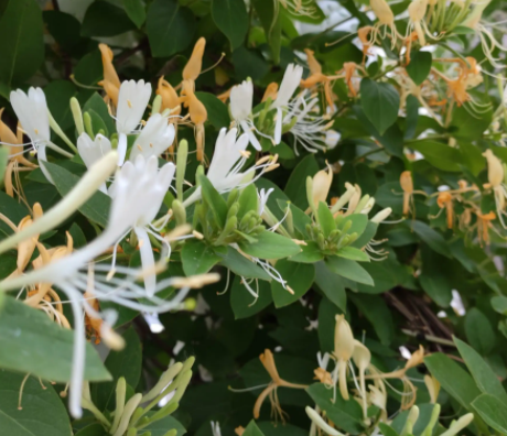 院子里种金银花风水好吗