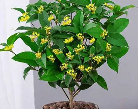 怎样养好盆栽桂花