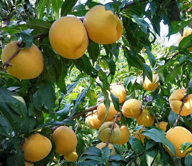 黄桃苗价格黄桃树能活多少年