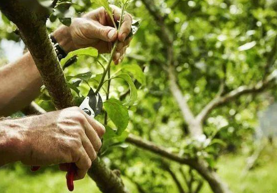果树夏季修剪的主要方法有哪些