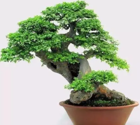 盆栽榆树怎么修剪