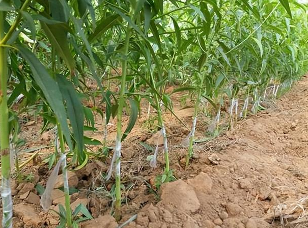 桃树苗移栽方法