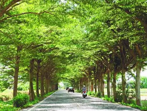 公路边适合种什么树