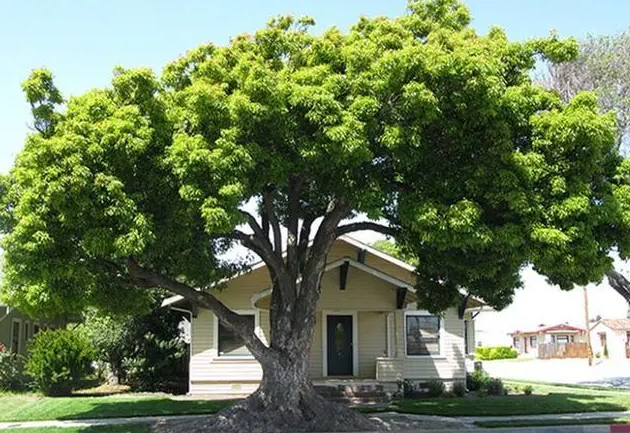 门前不能种的五种树