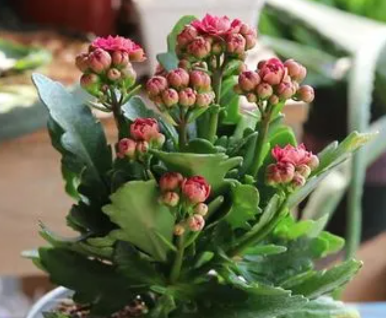 长寿花喜不喜欢水