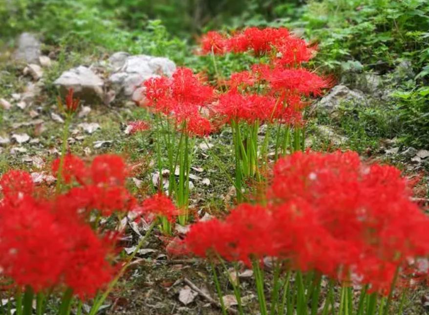 曼珠沙华只长叶子不开花