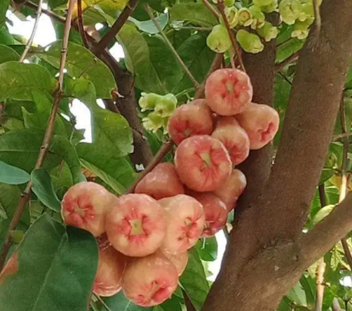 莲雾怎么种植才会开花结果