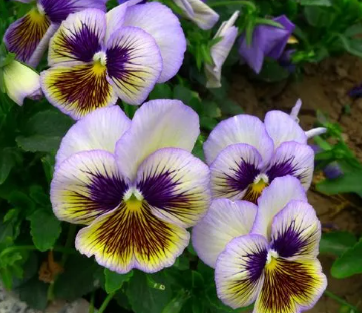 蝴蝶花是名花吗