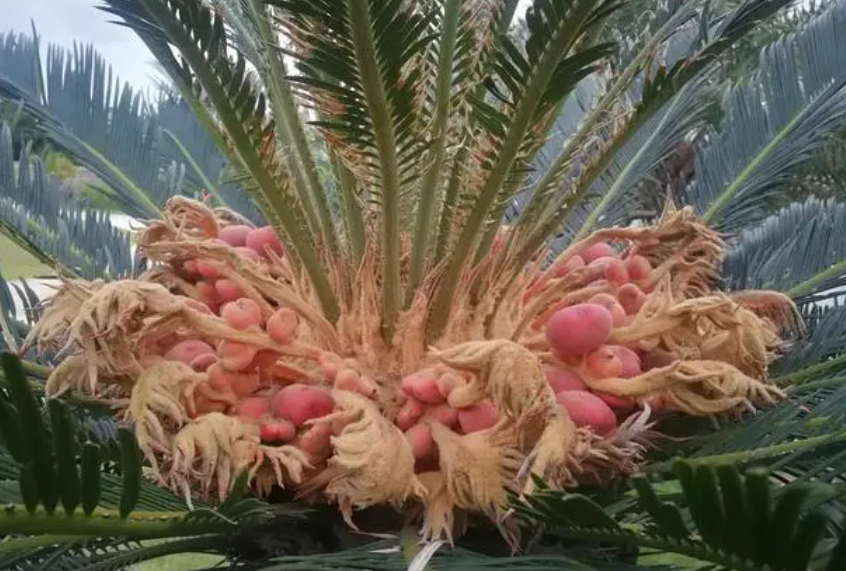 铁树开花的花期在几月