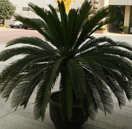 铁树几月份修剪叶片