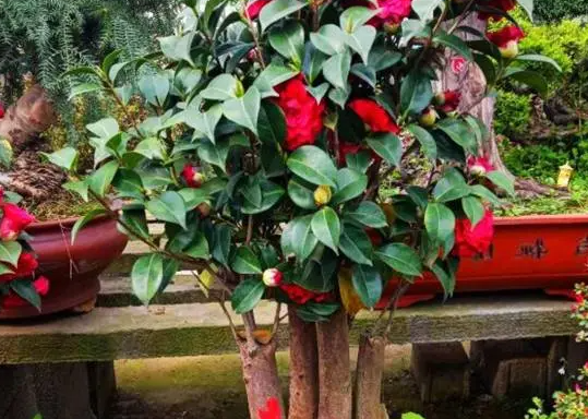 茶花剩树桩还能活吗