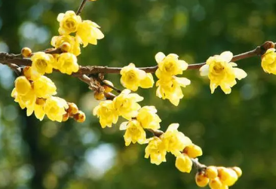 腊梅花夏天怎么养护