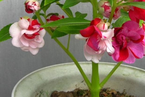 凤仙花从开花到结果大约需要几天